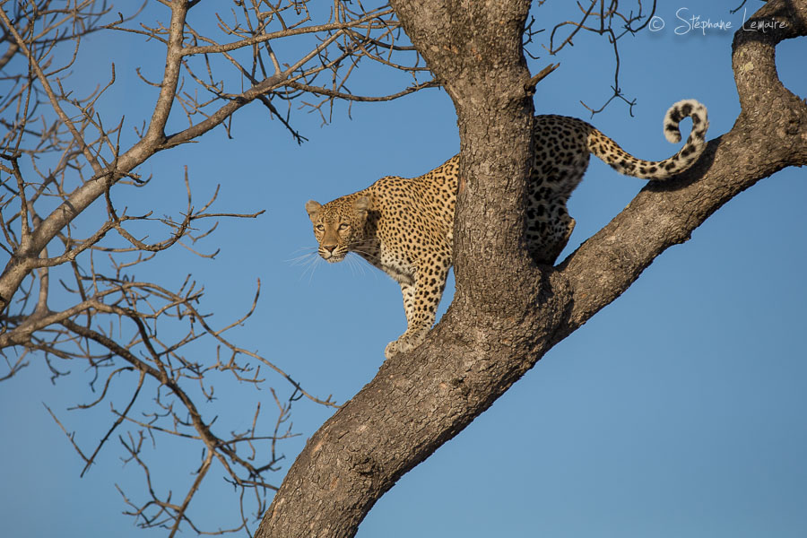 Shiluwa female leopard