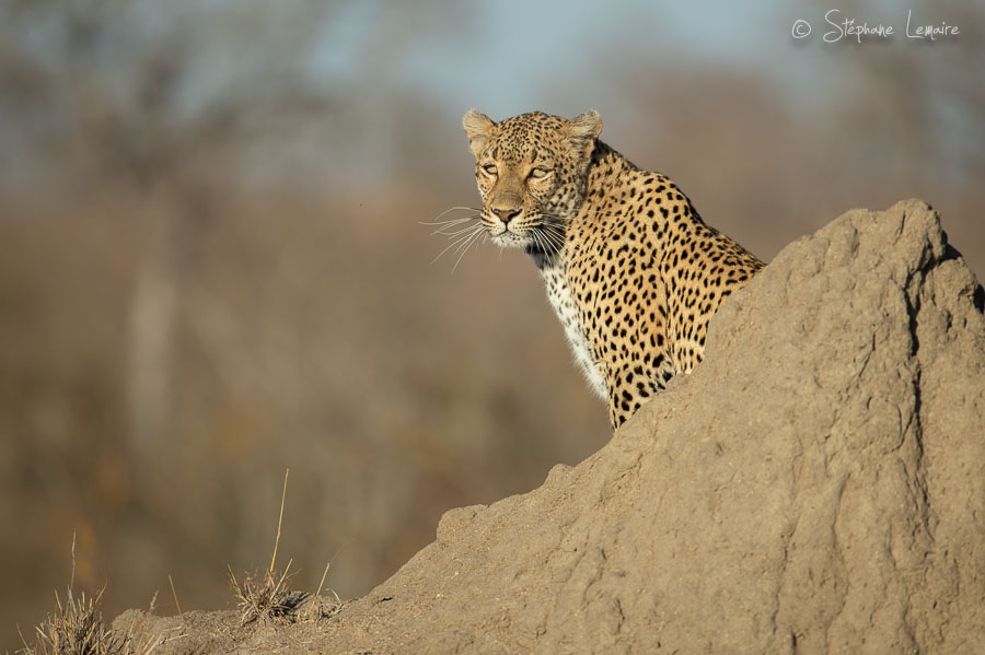 Shiluwa female leopard