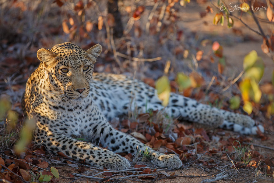 Inkanye female leopard