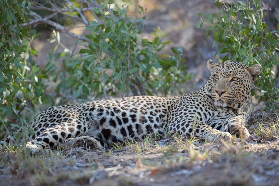 Xiviti male leopard