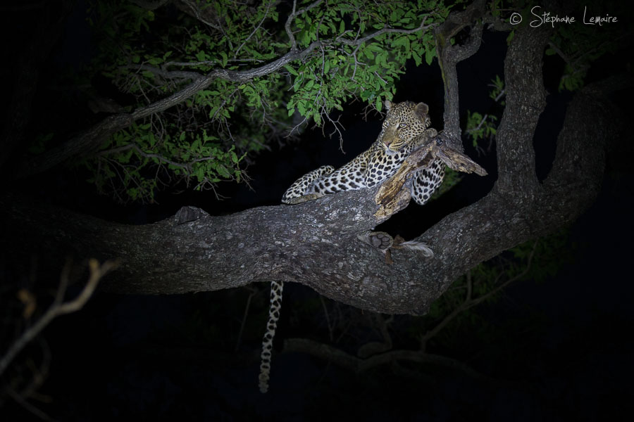 Xiviti male leopard