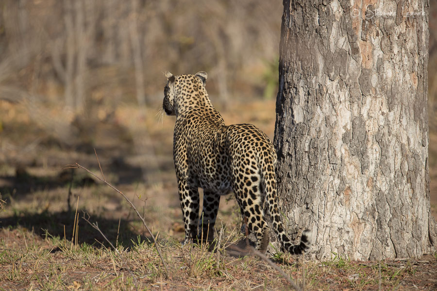 Quarantine male leopard