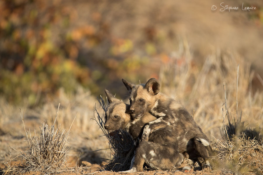 Wild dogs puppies