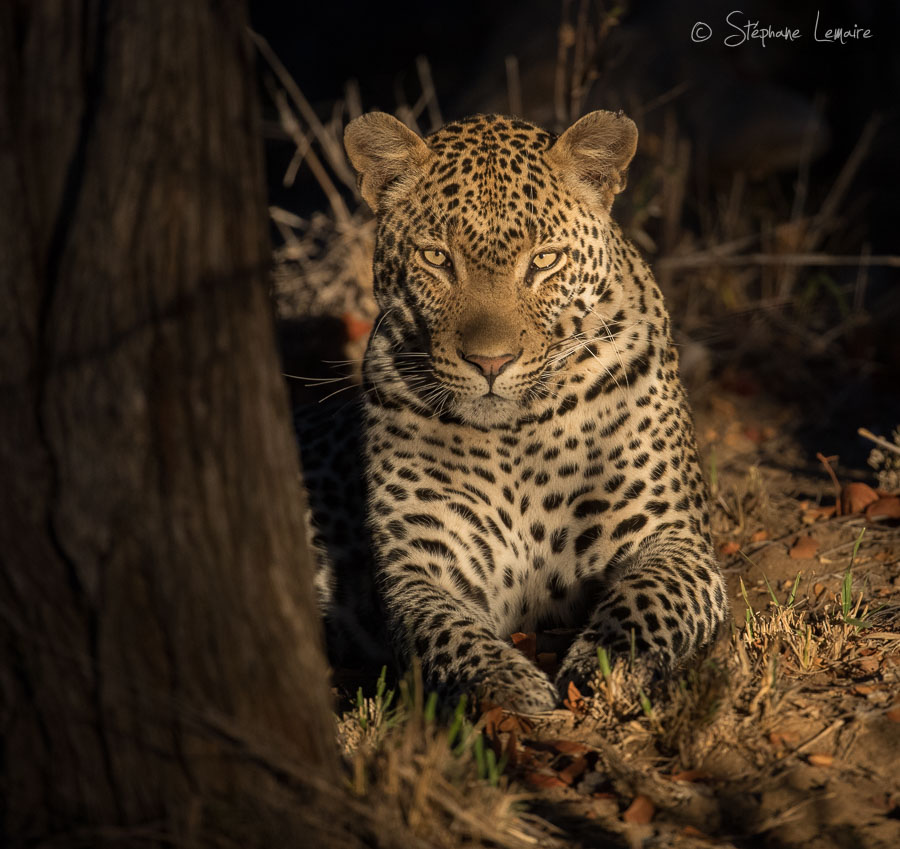 Tshwukunyana male leopard
