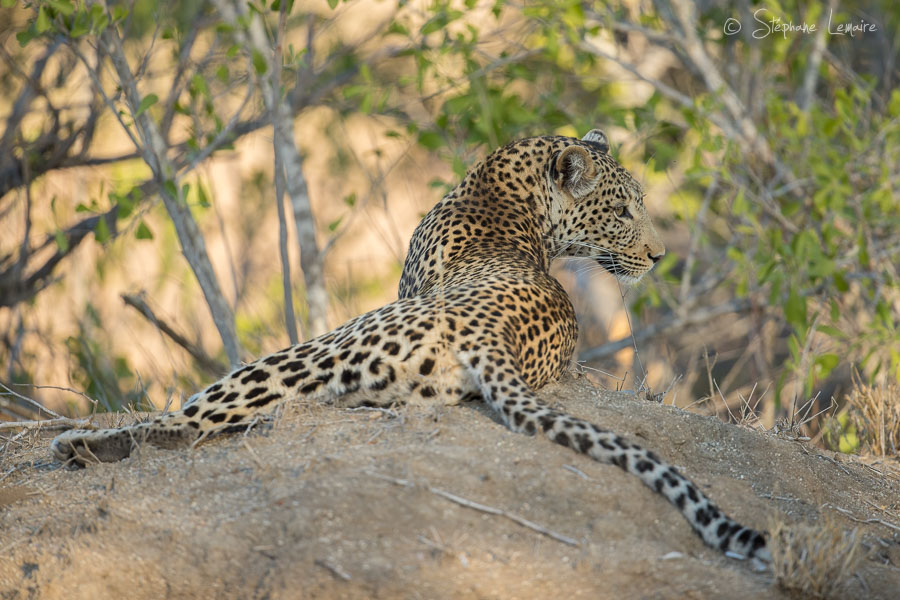 Inkanye female leopard