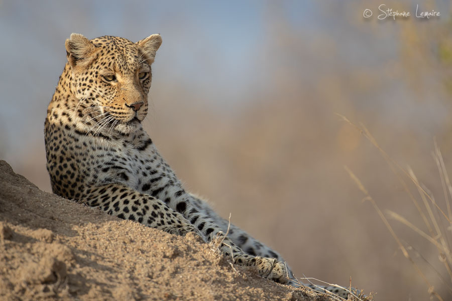 Shongile female leopard