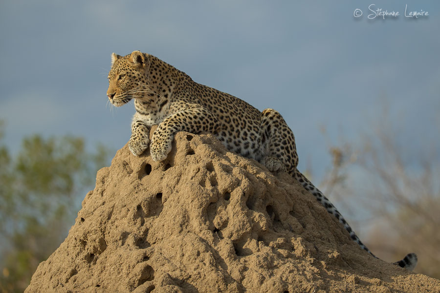 Shongile female leopard