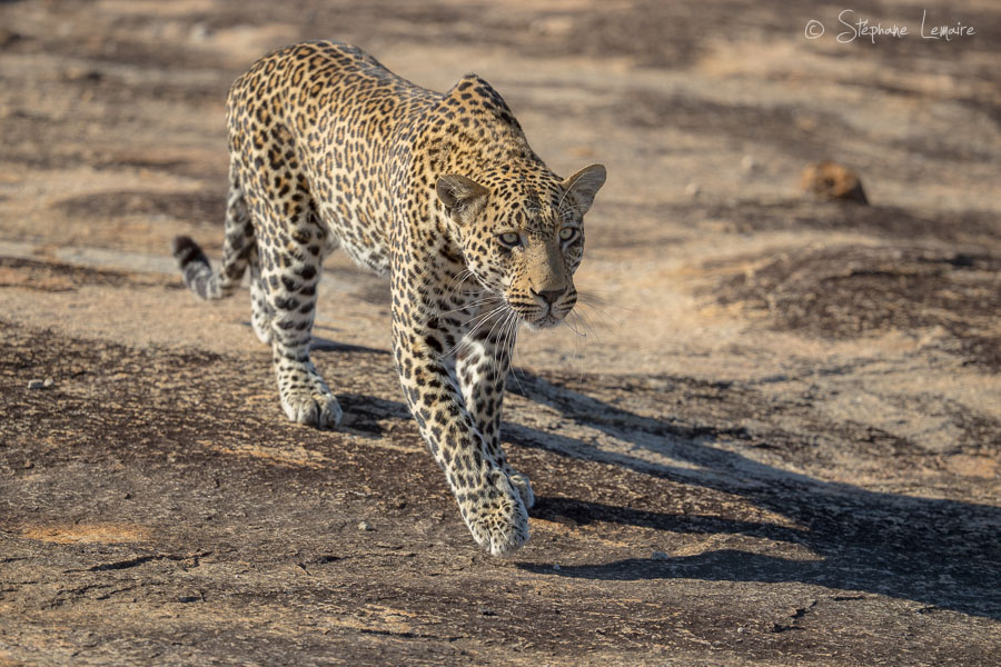 Quarantine male leopard