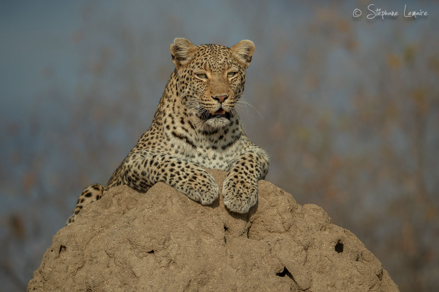 Shongile female leopard