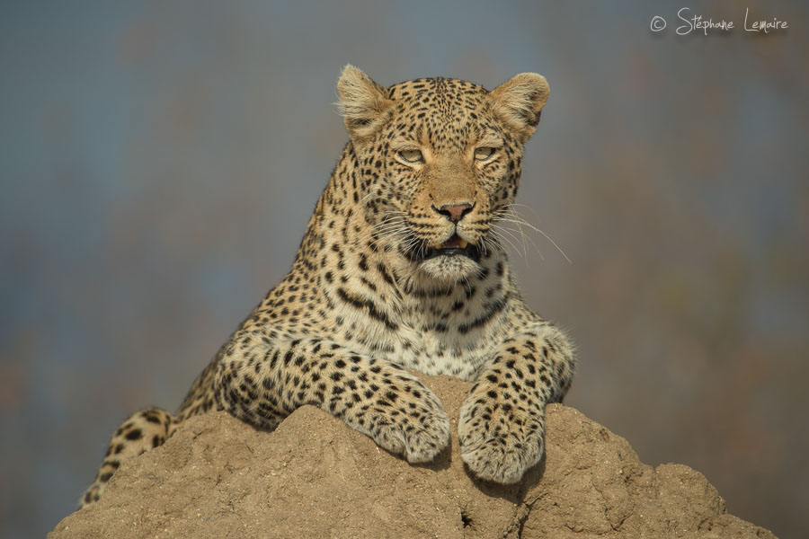 Shongile female leopard