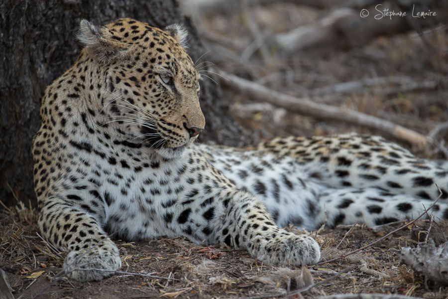 Rockfig Junior female leopard