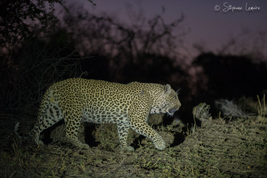Mvula male leopard