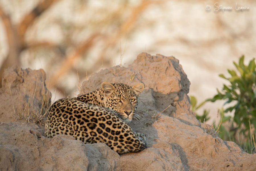 Thandi female leopard
