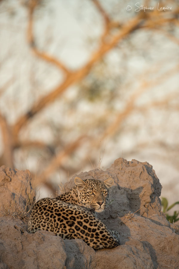 Thandi female leopard